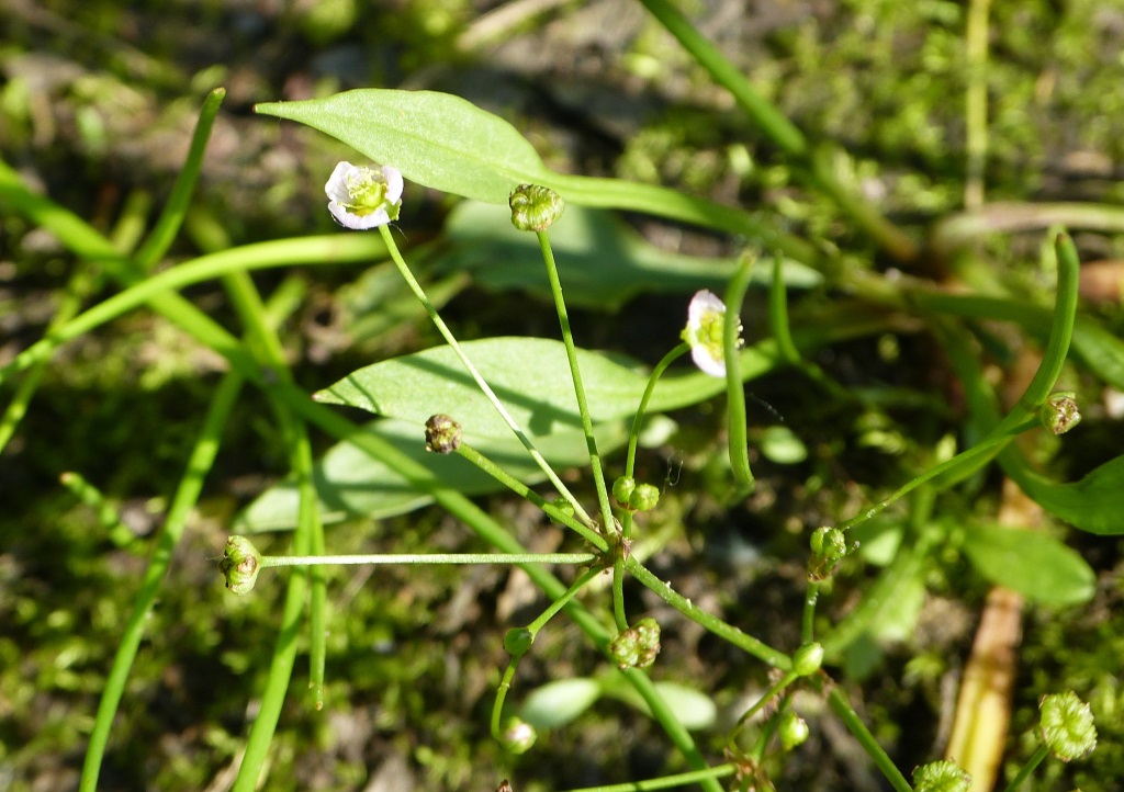 Baldellia ranuculoides subsp. ranunculoides