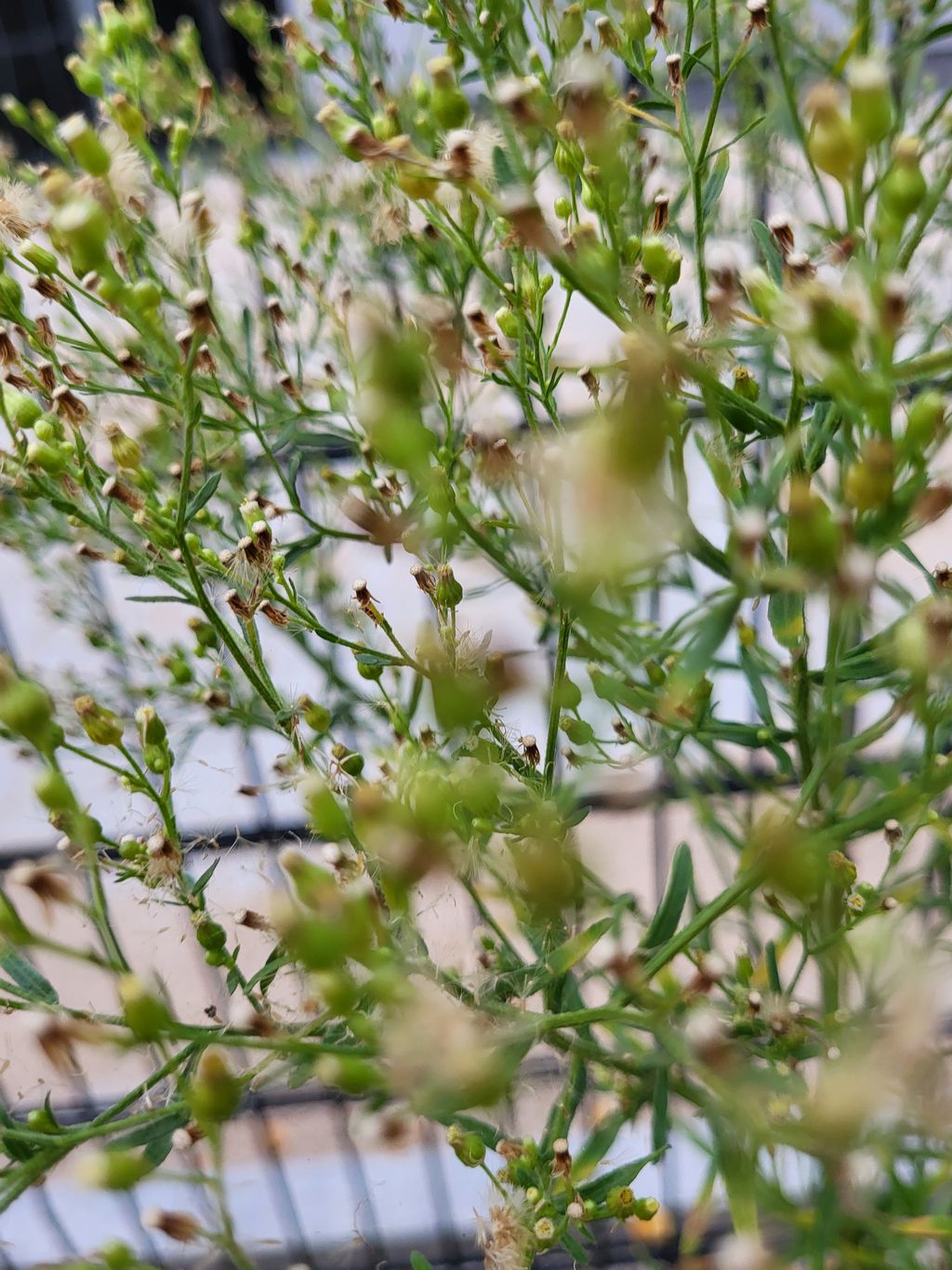 Erigeron floribundus