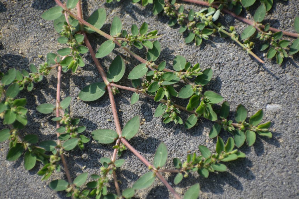 Euphorbia prostrata