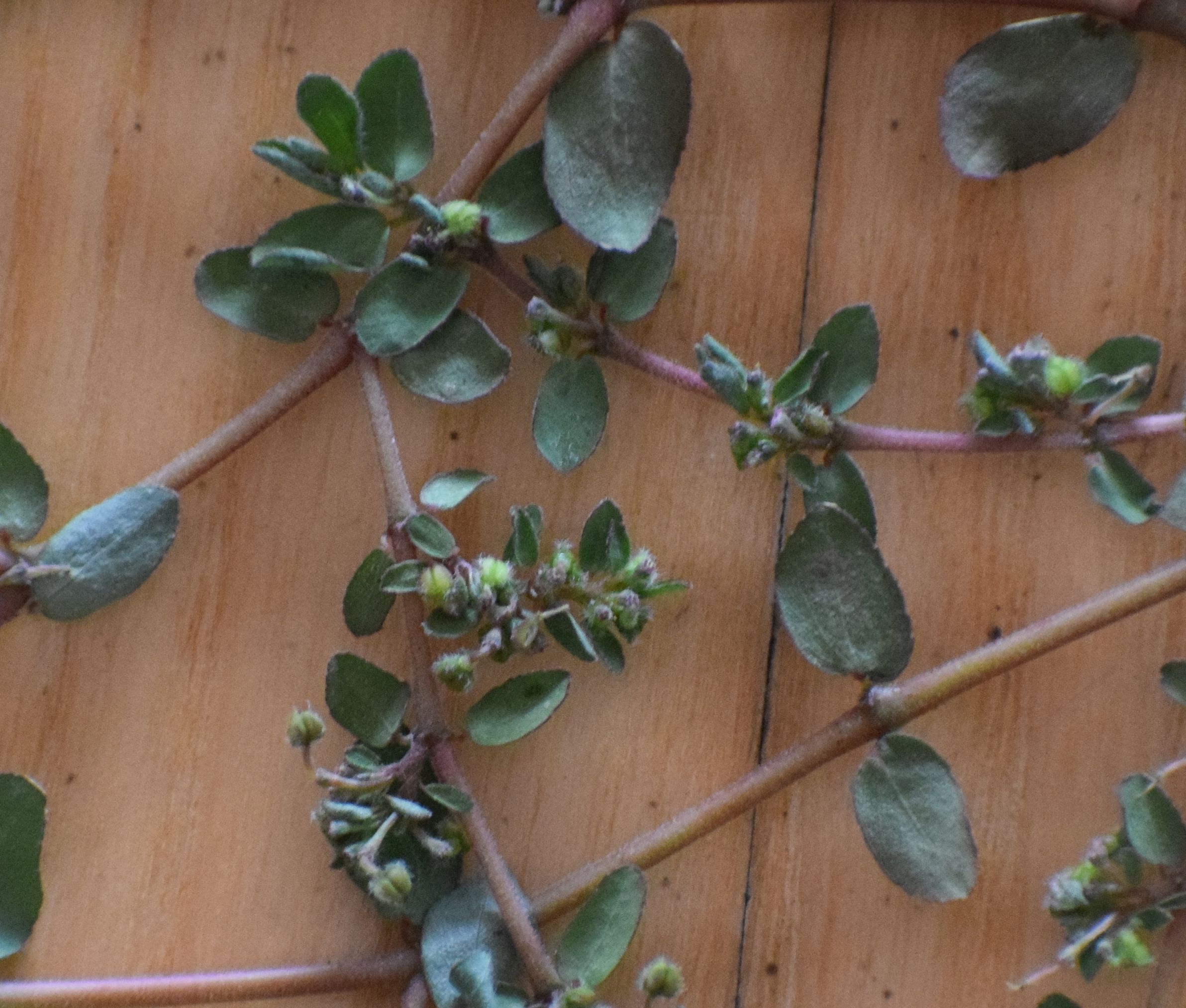 Euphorbia prostrata