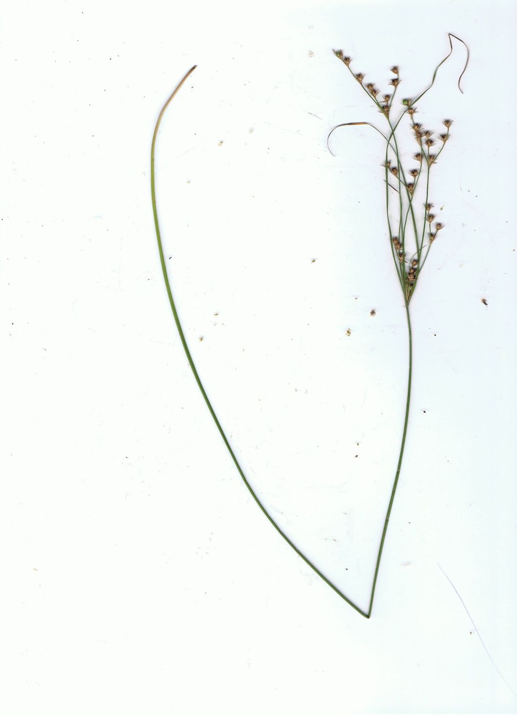 Juncus tenuis subsp. anthelatus