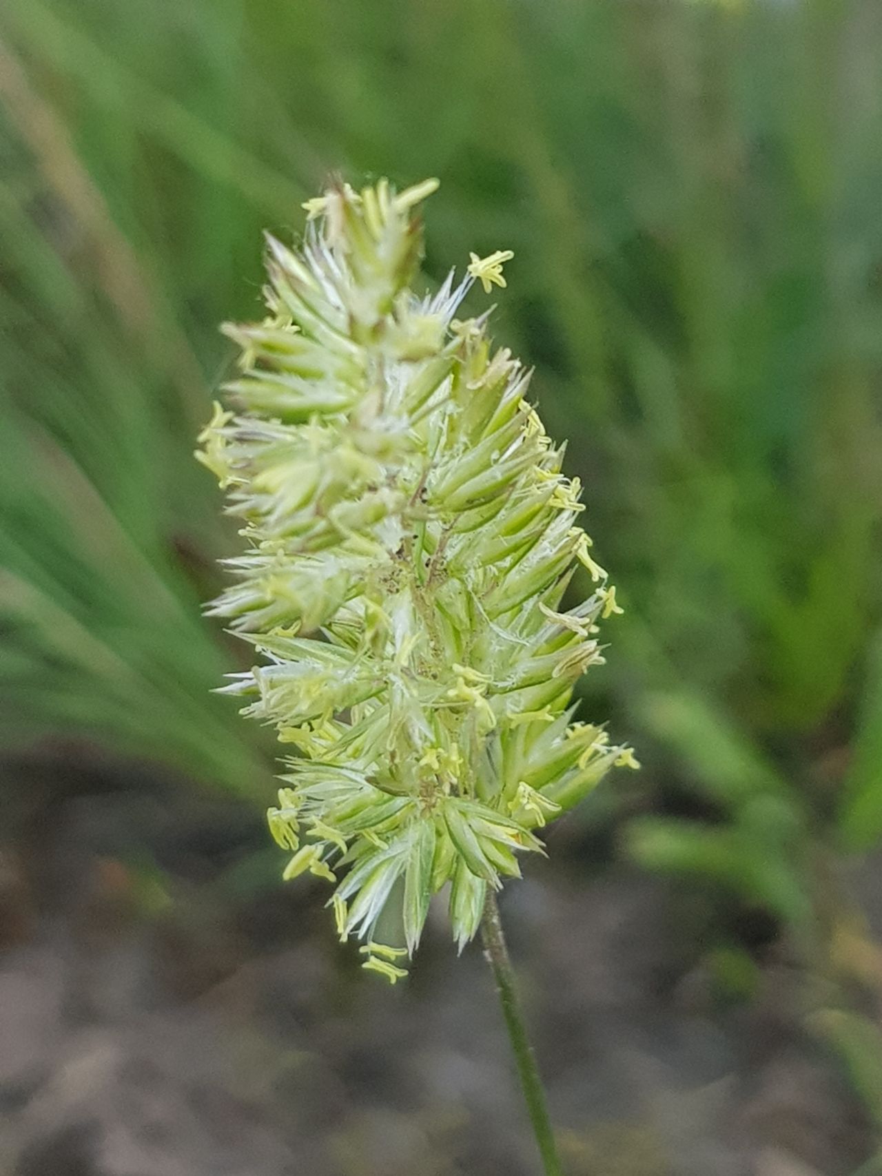 Koeleria albescens