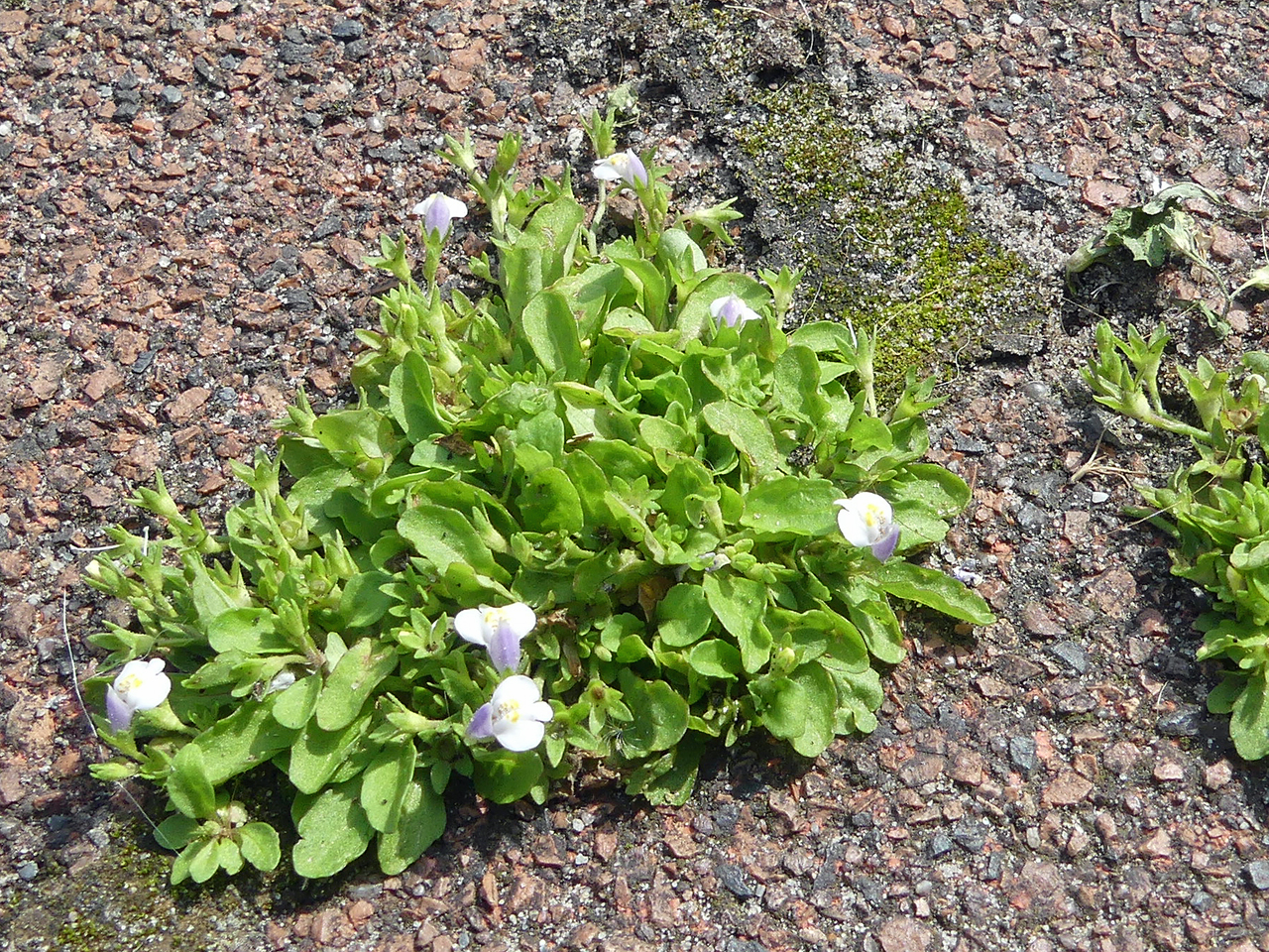 Mazus pumilus