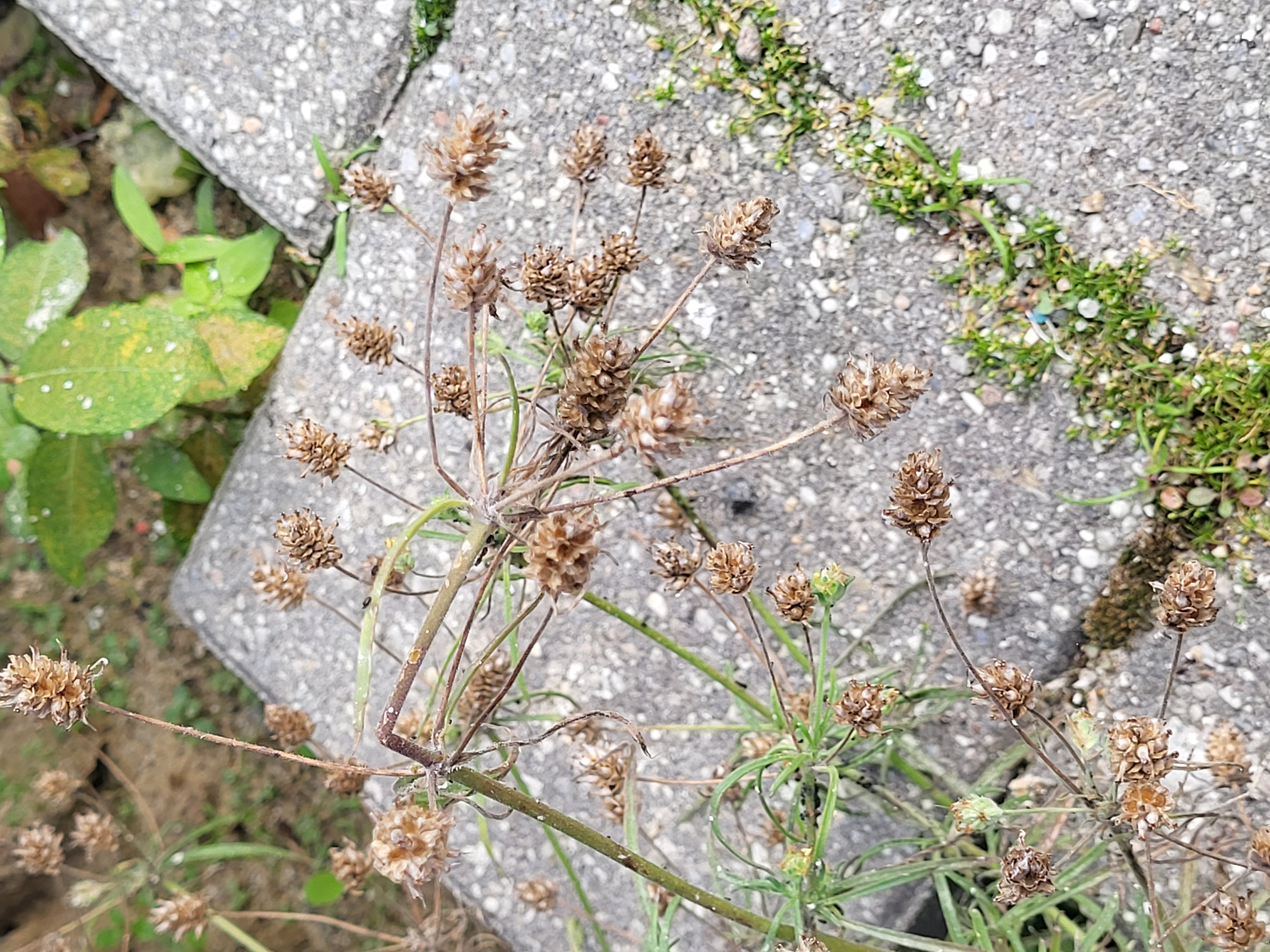 Plantago arenaria