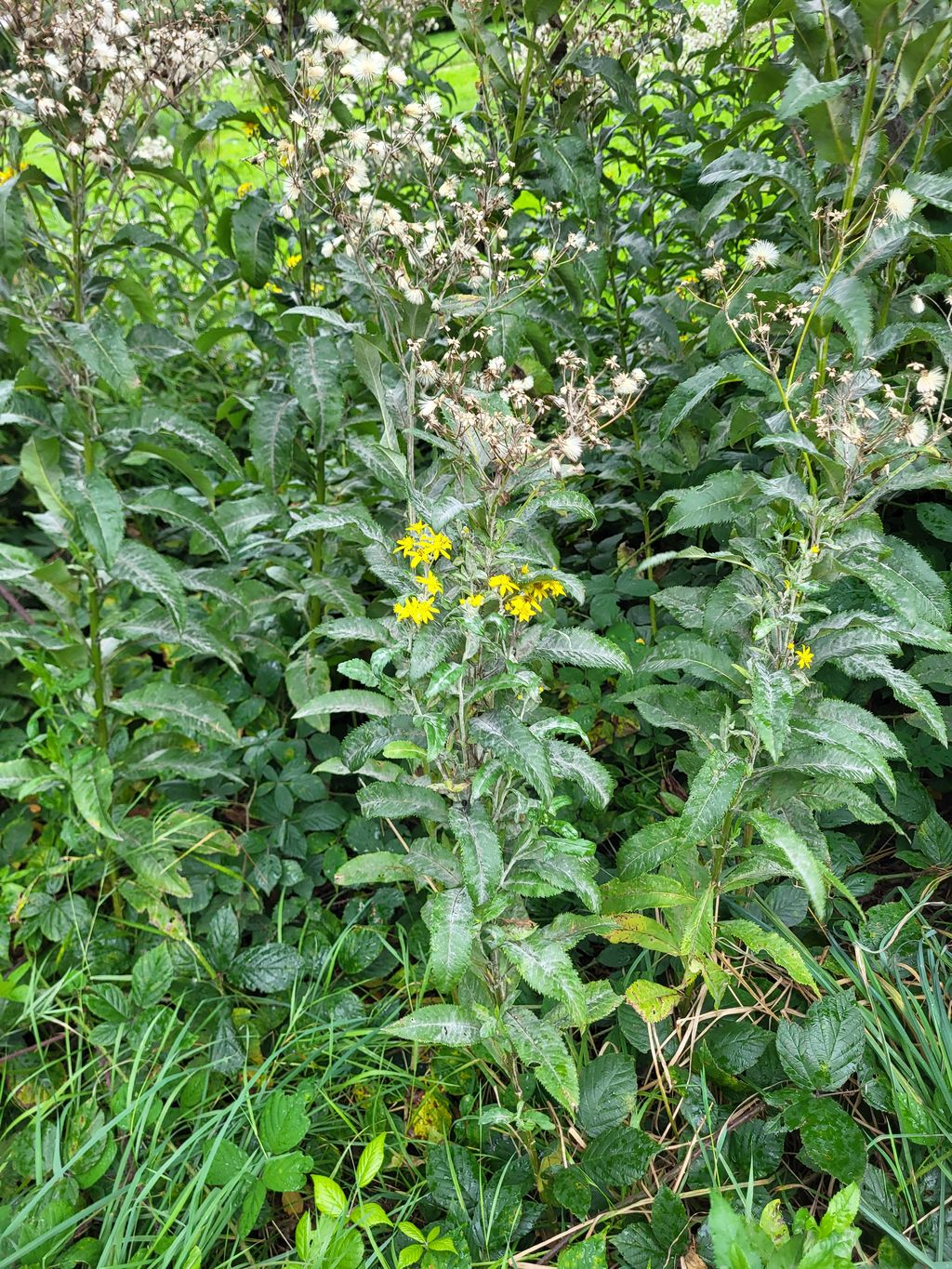 Senecio sarracenicus