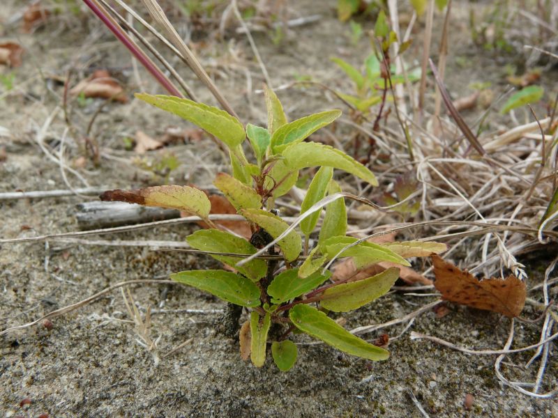 Viola persicifolia persicifolia